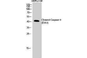 Western Blot (WB) analysis of HepG2-UV cells using Cleaved-Caspase-9 (D353) Polyclonal Antibody. (Caspase 9 抗体  (Asp353, cleaved))