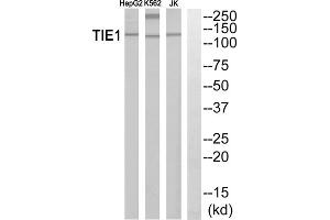 Western blot analysis of extracts from HepG2 cells, K562 cells and Jurkat cells, using TIE1 antibody. (TIE1 抗体  (Internal Region))