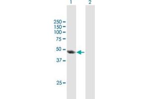 Western Blot analysis of TAF6L expression in transfected 293T cell line by TAF6L MaxPab polyclonal antibody. (TAF6L 抗体  (AA 1-459))