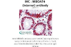 Image no. 1 for anti-Membrane Bound O-Acyltransferase Domain Containing 4 (MBOAT4) (Internal Region) antibody (ABIN1736801) (MBOAT4 抗体  (Internal Region))