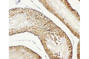 IHC-P: Bub3 antibody testing of rat testis tissue (BUB3 抗体  (Middle Region))
