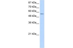 Western Blotting (WB) image for anti-DEAD (Asp-Glu-Ala-Asp) Box Polypeptide 47 (DDX47) antibody (ABIN2462366) (DDX47 抗体)