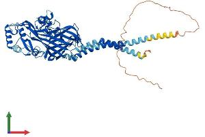 AlphaFold protein structure predicition of Human Recombinant SCARB1 Protein, UniprotID Q8WTV0