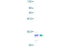 SDS-PAGE (SDS) image for Ribosomal Protein L41 (RPL41) (AA 1-25) protein (GST tag) (ABIN1318658) (RPL41 Protein (AA 1-25) (GST tag))