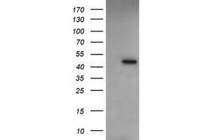Image no. 4 for anti-Ras Association (RalGDS/AF-6) Domain Family (N-terminal) Member 8 (RASSF8) antibody (ABIN1500620) (RASSF8 抗体)