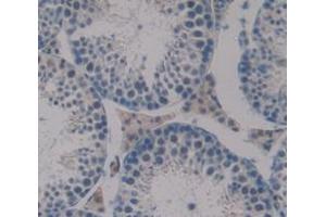 IHC-P analysis of Mouse Tissue, with DAB staining. (Dermatopontin 抗体  (AA 29-197))