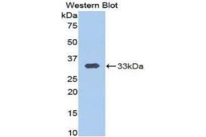 Western Blotting (WB) image for anti-Calpain 1, Large Subunit (CAPNL1) (AA 426-676) antibody (ABIN3205758) (CAPNL1 抗体  (AA 426-676))