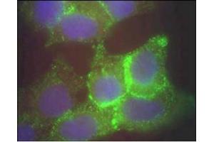 Image no. 1 for anti-Jagged 1 (JAG1) (AA 110-125) antibody (ABIN401024) (JAG1 抗体  (AA 110-125))