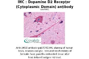 Image no. 1 for anti-Dopamine Receptor D2 (DRD2) (3rd Cytoplasmic Domain) antibody (ABIN1733734) (Dopamine d2 Receptor 抗体  (3rd Cytoplasmic Domain))