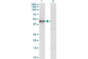 Western Blot analysis of HOMER1 expression in transfected 293T cell line by HOMER1 monoclonal antibody (M13), clone 2F8. (HOMER1 抗体  (AA 1-354))