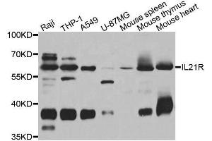 Western blot analysis of extracts of various cell lines, using IL21R antibody.