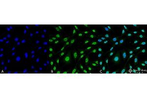 Immunofluorescence (fixed cells) (IF/ICC) image for anti-Heme Oxygenase (Decycling) 1 (HMOX1) antibody (HRP) (ABIN2868677)