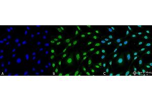 Immunocytochemistry/Immunofluorescence analysis using Mouse Anti-HO-1 (Rat) Monoclonal Antibody, Clone 6B8-2F2 . (HMOX1 抗体  (HRP))
