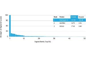 Analysis of Protein Array containing more than 19,000 full-length human proteins using Desmoglein-3 Mouse Monoclonal Antibody (DSG3/2840) Z- and S- Score: The Z-score represents the strength of a signal that a monoclonal antibody (MAb) (in combination with a fluorescently-tagged anti-IgG secondary antibody) produces when binding to a particular protein on the HuProtTM array. (Desmoglein 3 抗体  (AA 379-491))