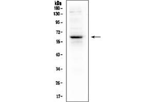anti-T-Bet (AA 522-535), (C-Term) antibody