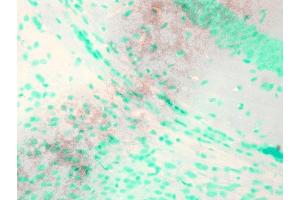 Immunohistochemistry (IHC) image for anti-Potassium Voltage-Gated Channel, KQT-Like Subfamily, Member 1 (KCNQ1) (AA 2-101) antibody (ABIN361766)