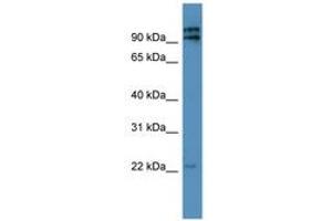 Image no. 1 for anti-Mitochondrial Ribosomal Protein L49 (MRPL49) (AA 40-89) antibody (ABIN6746750) (MRPL49 抗体  (AA 40-89))