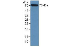Western blot analysis of recombinant Rat HSPA1L. (HSPA1L 抗体  (AA 1-641))