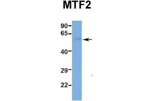 Hum. (MTF2 抗体  (Middle Region))