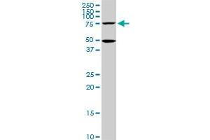 HSGT1 monoclonal antibody (M02), clone 1E5. (ECD/SGT1 抗体  (AA 1-644))
