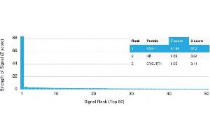 Analysis of Protein Array containing more than 19,000 full-length human proteins using BMI1 Mouse Monoclonal Antibody (BMI1/2823) Z- and S- Score: The Z-score represents the strength of a signal that a monoclonal antibody (MAb) (in combination with a fluorescently-tagged anti-IgG secondary antibody) produces when binding to a particular protein on the HuProtTM array. (BMI1 抗体  (AA 142-326))