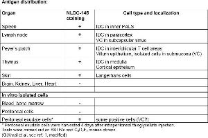 Rat anti CD205 / DEC-205 / LY75 NLDC145 (LY75/DEC-205 抗体  (Biotin))