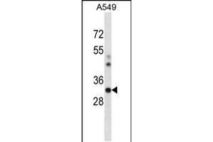 Western blot analysis in A549 cell line lysates (35ug/lane). (CSNK1A1 抗体  (C-Term))