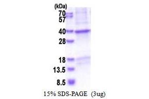 SDS-PAGE (SDS) image for Corticotropin Releasing Hormone Binding Protein (CRHBP) (AA 22-322) protein (His tag) (ABIN5853542)