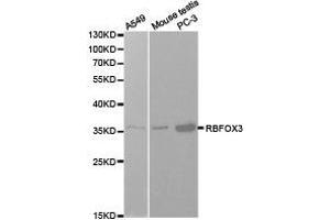 Western Blotting (WB) image for anti-RNA Binding Protein, Fox-1 Homolog 3 (RBFOX3) antibody (ABIN1874561) (NeuN 抗体)