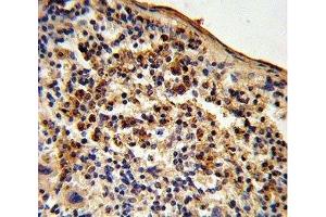 IHC analysis of FFPE mouse spleen tissue stained with Ku70 antibody (XRCC6 抗体  (AA 432-461))