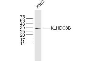 K562 lysates probed with KLHDC8B Polyclonal Antibody, Unconjugated  at 1:300 dilution and 4˚C overnight incubation. (KLHDC8B 抗体  (AA 201-300))