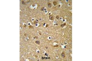 YIPF5 Antibody (N-term) IHC analysis in formalin fixed and paraffin embedded brain tissue followed by peroxidase conjugation of the secondary antibody and DAB staining. (YIPF5 抗体  (N-Term))