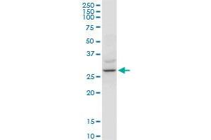 Western Blotting (WB) image for anti-14-3-3 zeta (YWHAZ) (AA 51-150) antibody (ABIN521446)