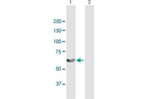 Western Blot analysis of LSM14A expression in transfected 293T cell line by LSM14A MaxPab polyclonal antibody. (LSM14A 抗体  (AA 1-463))