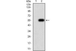 Western blot analysis using CHRND mAb against HEK293 (1) and CHRND (AA: extra 22-245)-hIgGFc transfected HEK293 (2) cell lysate. (CHRND 抗体  (AA 22-245))