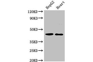 Western Blot Positive WB detected in: HepG2 whole cell lysate, Rat heart tissue All lanes: GULP1 antibody at 2 μg/mL Secondary Goat polyclonal to rabbit IgG at 1/50000 dilution Predicted band size: 35, 20, 23, 34 kDa Observed band size: 45 kDa (GULP1 抗体  (AA 199-279))