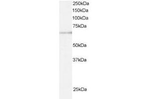 Image no. 1 for anti-Ariadne Homolog, Ubiquitin-Conjugating Enzyme E2 Binding Protein, 1 (ARIH1) (C-Term) antibody (ABIN374297)