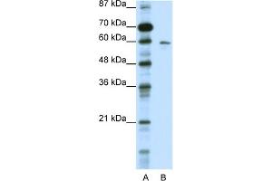 WB Suggested Anti-KCNG1 Antibody Titration:  0.