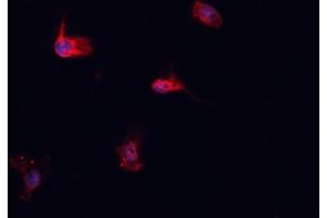 ABIN6276925 staining HepG2? (HSPA1L 抗体  (Internal Region))