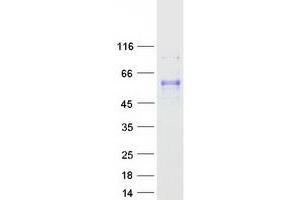 Western Blotting (WB) image for Hepatocyte Nuclear Factor 4, alpha (HNF4A) (Transcript Variant 1) protein (Myc-DYKDDDDK Tag) (ABIN2722631)