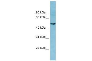 PDE7B antibody used at 1 ug/ml to detect target protein.