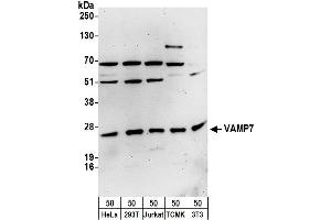 anti-Vesicle-Associated Membrane Protein 7 (VAMP7) (AA 105-155) antibody