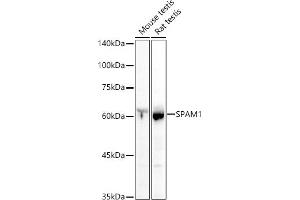 Western Blotting (WB) image for anti-Sperm Adhesion Molecule 1 (PH-20 Hyaluronidase, Zona Pellucida Binding) (SPAM1) (AA 100-300) antibody (ABIN1513554)