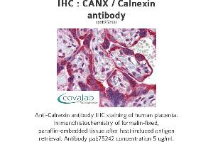 Image no. 1 for anti-Calnexin (CANX) (N-Term) antibody (ABIN1732595) (Calnexin 抗体  (N-Term))