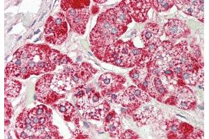 Rabbit Anti-Rps12 antibody Catalog Number: ARP51260 Formalin Fixed Paraffin Embedded Tissue: Human Adrenal Primary antibody Concentration: 1:100 Secondary Antibody: Donkey anti-Rabbit-Cy3 Secondary Antibody Concentration: 1:200 Magnification: 20x Exposure Time: 0. (RPS12 抗体  (C-Term))