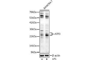 Western blot analysis of extracts of R. (ATF3 抗体  (AA 1-181))