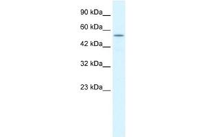 KCNK10 antibody used at 1. (KCNK10 抗体  (C-Term))