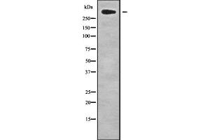 Western blot analysis CHD8 using HepG2 whole cell lysates. (CHD8 抗体)