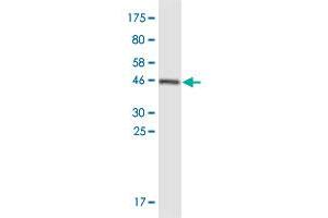 Western Blot detection against Immunogen (47. (DDX60 抗体  (AA 1-183))