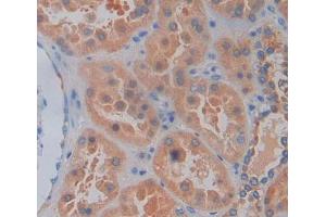 Used in DAB staining on fromalin fixed paraffin- embedded kidney tissue (Caspase 2 抗体  (AA 334-452))